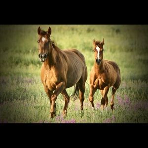 Meet your Posher, Jen